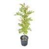 4L Titoki - Alectryon Excelsa