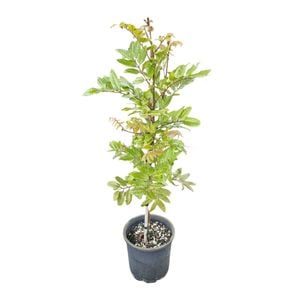 4L Titoki - Alectryon Excelsa