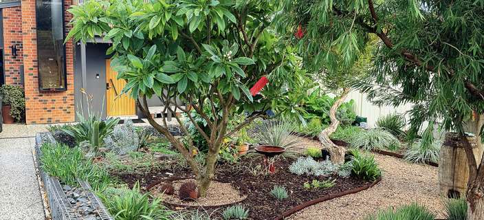 A modern house with a gravel path winding through a garden featuring native plants and a bottle-brush tree