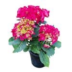 4L Hydrangea - Hydrangea Paris Red