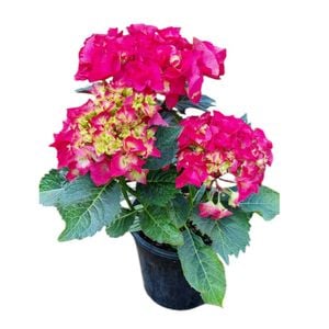 4L Hydrangea - Hydrangea Paris Red