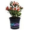 1.5L Inca Lucky - Alstroemeria