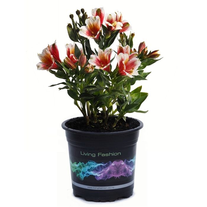 1.5L Inca Lucky - Alstroemeria