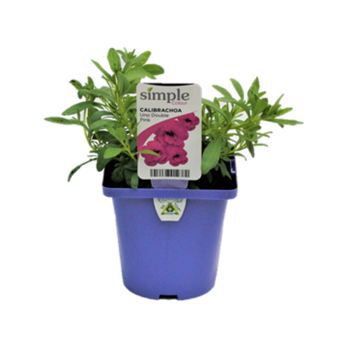 10cm Calibrachoa Uno Double Pink - Calibrachoa