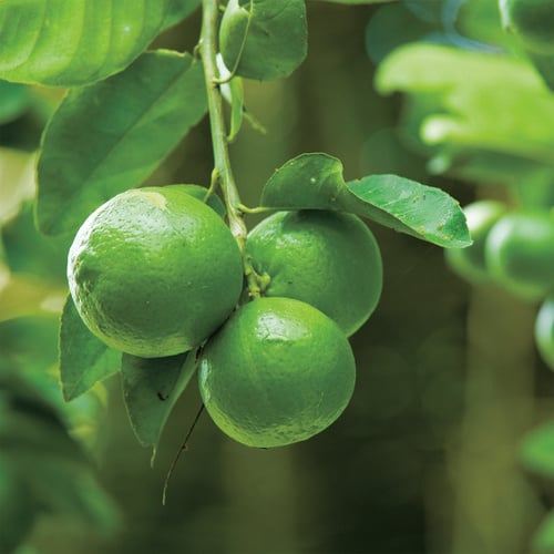 Limes hanging from a branch