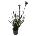 130mm Kangaroo Paw - Anigozanthos Celebrations® Masquerade™