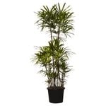 400mm Lady Palm - Rhapis excelsa