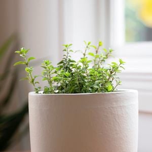 Oregano in a pot.