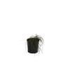 140mm Casuarina 'Cousin It'