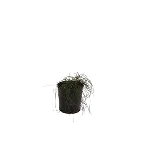 140mm Casuarina 'Cousin It'