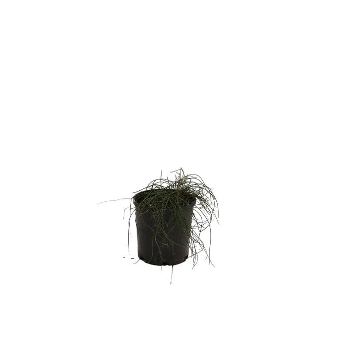 140mm Casuarina 'Cousin It'