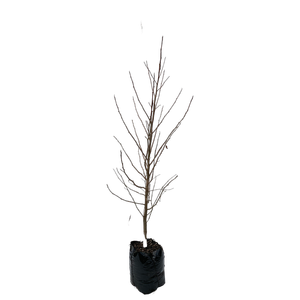 600mm American Sweet Gum - Liquidamber styraciflua