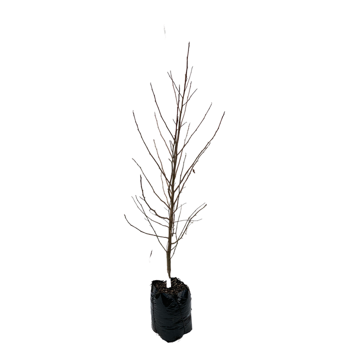 600mm American Sweet Gum - Liquidamber styraciflua