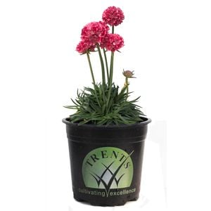 Trents 140mm Dreameria Dreamland - Armeria