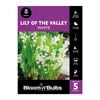 Bloomin' Bulbs Lily Of The Valley - 5 Pack