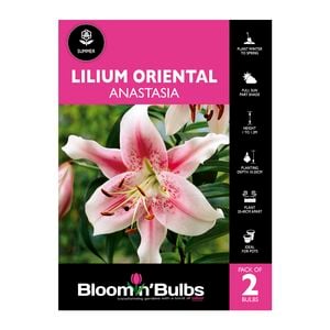 Bloomin Bulbs Lilium Anastasia - 2 Pack