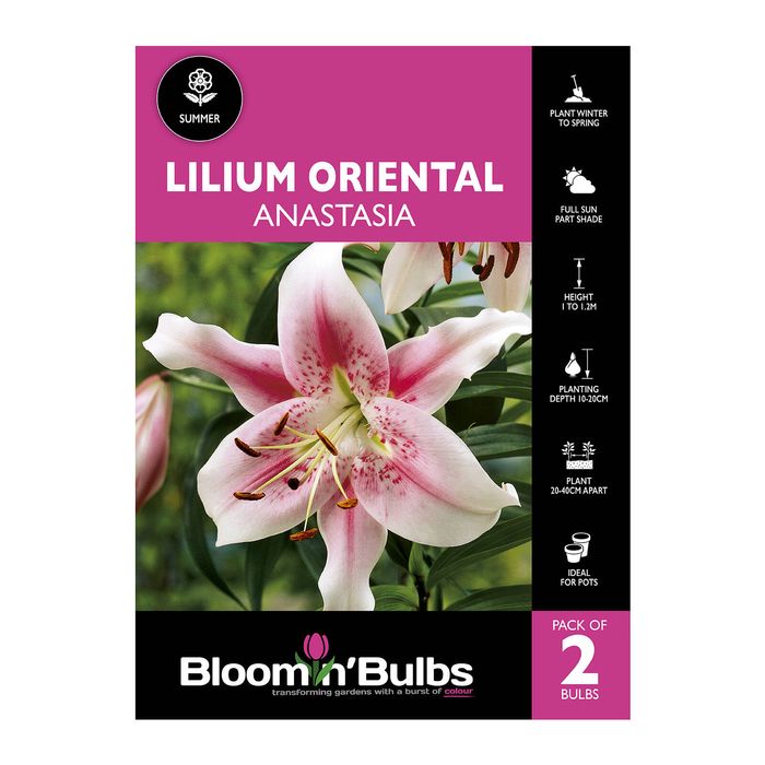 Bloomin Bulbs Lilium Anastasia - 2 Pack