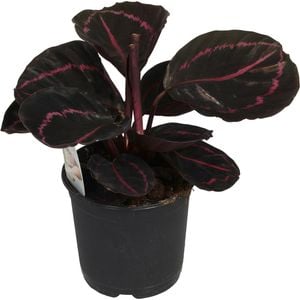 140mm Prayer Plant - Calathea roseopicta Dottie