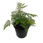 140mm Rabbits Foot Fern - Davallia fejeensis
