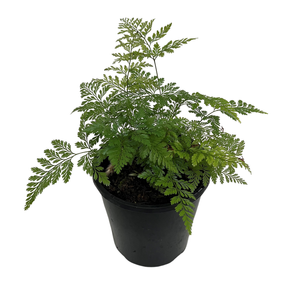 140mm Rabbits Foot Fern - Davallia fejeensis