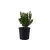 200mm Correa Glabra