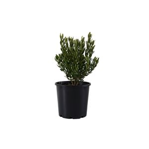 200mm Correa Glabra