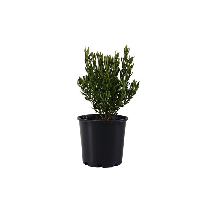 200mm Correa Glabra