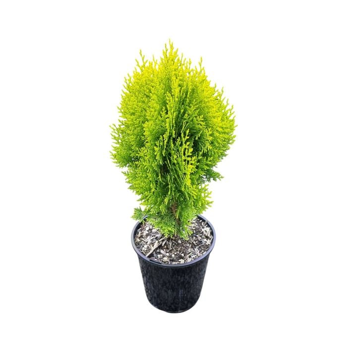 3.3L Thuja O. Aurea Nana 