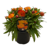 14cm Bracteantha Cottage Toffee - Xerochrysum bracteatum