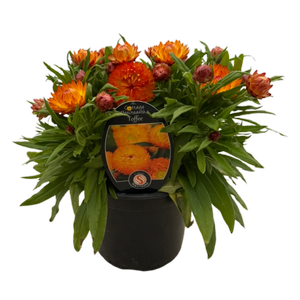 14cm Bracteantha Cottage Toffee - Xerochrysum bracteatum