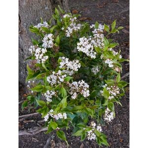 Plant Viburnum Eve Price 2.5l