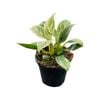 120mm Birkin Philodendron or White Wave - Philodendron Birkin