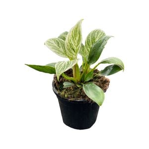 120mm Birkin Philodendron or White Wave - Philodendron Birkin