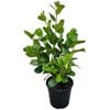 4L Akapuka - Griselinia Lucida 
