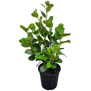 4L Akapuka - Griselinia Lucida 