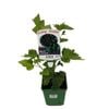 2L Fruiting Black Currant - Ribes nigrum