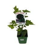 2L Fruiting Black Currant - Ribes nigrum