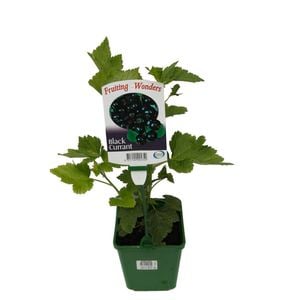 2L Fruiting Black Currant - Ribes nigrum