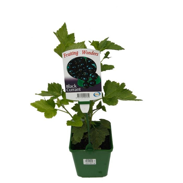 2L Fruiting Black Currant - Ribes nigrum