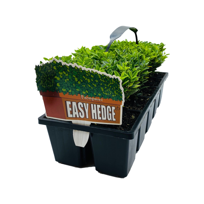 10 Cell Euonymus - Euonymus  microphyllus 'Easy Hedge'