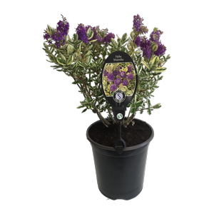3.5L Hebe Waireka - Hebe elliptica Speciosa