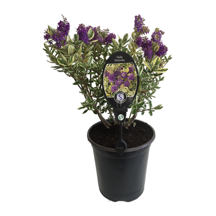 3.5L Hebe Waireka - Hebe elliptica Speciosa