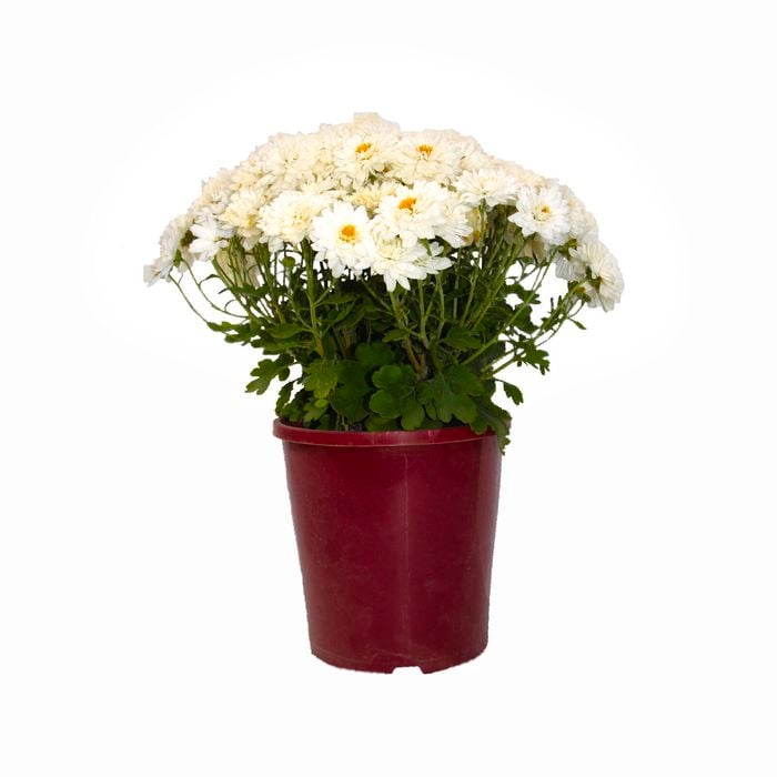 100mm Chrysanthemum Swifty - Dendranthema grandiflora