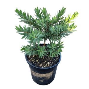 4L Bottle Brush - Callistemon Better John
