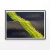 Long Line of Trees Standing  Print 100% Australian Made 120x90cm  (Poster)