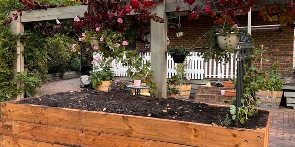 Raised timber garden bed in backyard surrounded by a pergola covered in vines