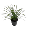1.9L Lomandra Lime Tuff - Lomandra Longifolia x confertifolia