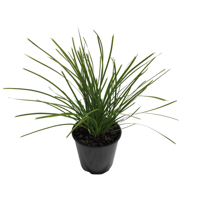 1.9L Lomandra Lime Tuff - Lomandra Longifolia x confertifolia