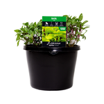 180mm Basil Thai - Ocimum sp.