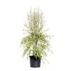 270mm Pittosporum Silver Sheen - Pittosporum tenuifolium